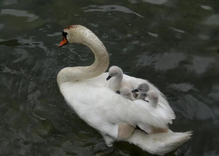 Almdorf Tirol 3* Haldensee