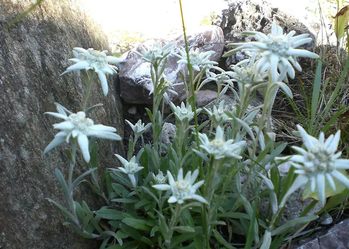 Holiday park Almdorf Tirol 3*