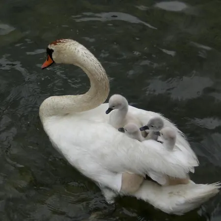 Almdorf Tirol 3* Хальдензе