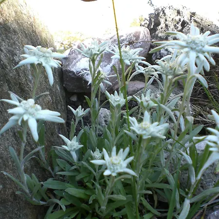 База отдыха Almdorf Tirol 3*